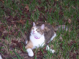 Mon Sep 26 18:41:54 2005

Patches watches me very intensely when I am swinging back and forth.