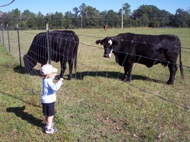 Mon 05 Nov 2007 10:54:26 AM

Andrew loves granddaddy's cows.