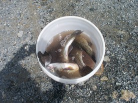 Tue 28 Jul 2009 11:54:49 AM

Our catch - five fish weighing eleven ponds and we ate two meals from them.