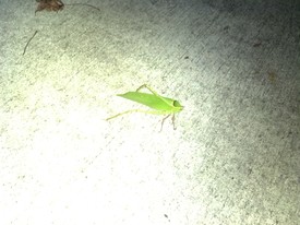 Wed 23 Oct 2013 07:02:39 PM

A very large 