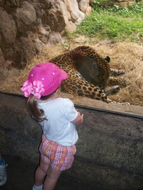Sat 19 Nov 2011 02:36:46 PM

Gracie says hello to a jaguar.