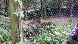 Sat 19 Nov 2011 12:27:27 PM

A panther.