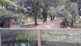 Sat 19 Nov 2011 03:28:05 PM

A lion.