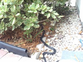 Fri 08 May 2015 05:12:41 PM

Gracie or Andrew (can't recall which) snapped a photo of one of the black snakes that lives around our house.