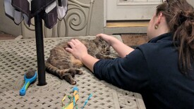 Tue 11 Feb 2025 06:47:42 PM