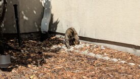 Thu 20 Feb 2025 01:27:27 PM