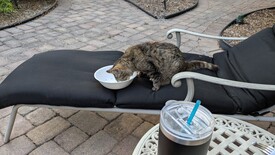 Tue 15 Apr 2025 07:16:01 PM