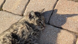 Fri 07 Nov 2025 09:03:03 AM