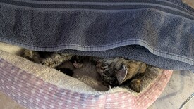 Sat 31 Jan 2026 03:24:35 PM