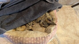 Sat 31 Jan 2026 04:08:43 PM