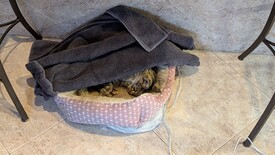 Sat 31 Jan 2026 04:13:49 PM