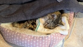 Sat 31 Jan 2026 04:29:45 PM